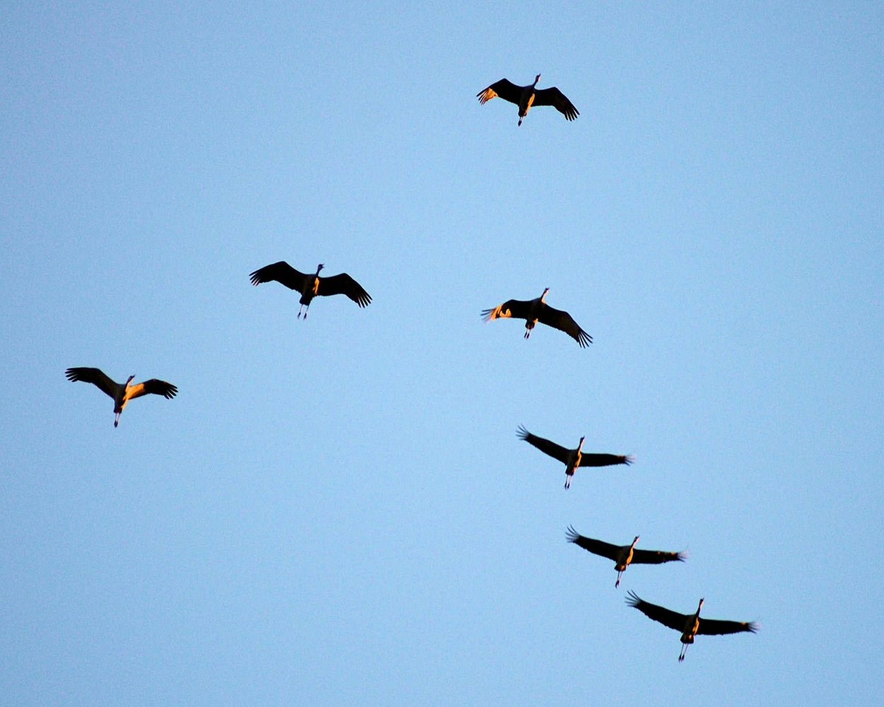 Sandhill Crane (10).JPG