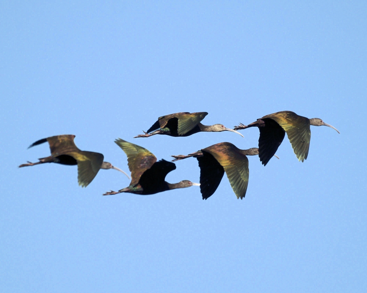 White-faced Ibis (14).JPG
