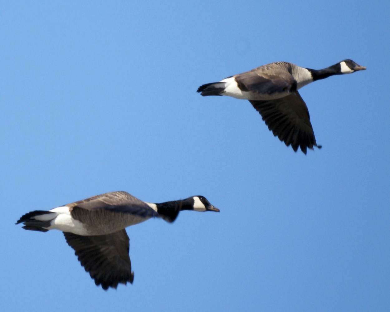 Canada Goose (7).jpg