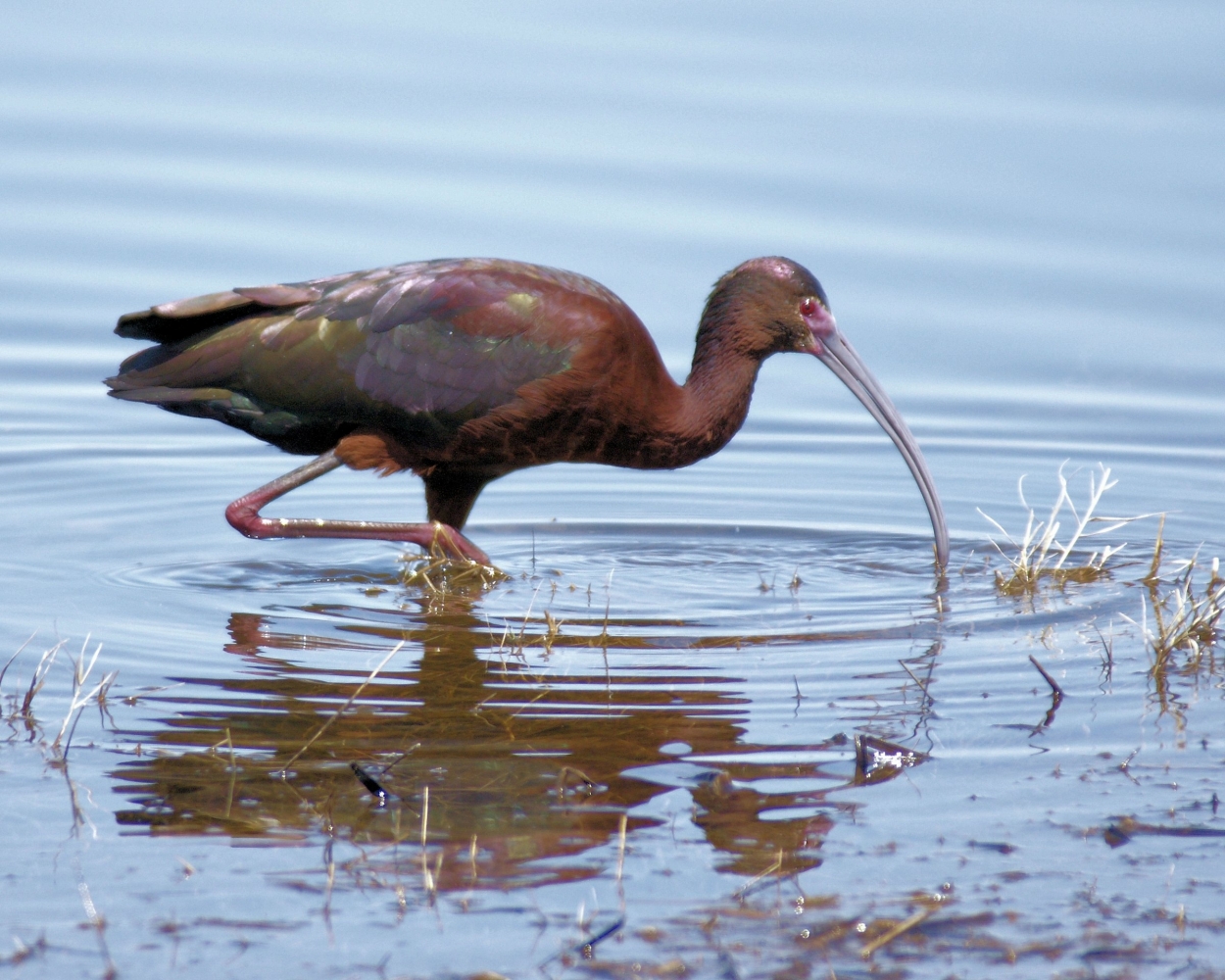 White-faced Ibis.JPG