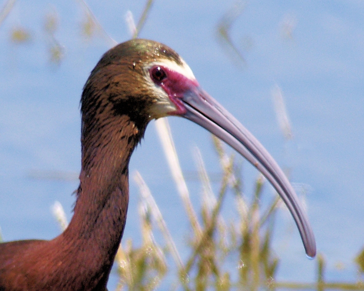 White-faced Ibis (26).JPG