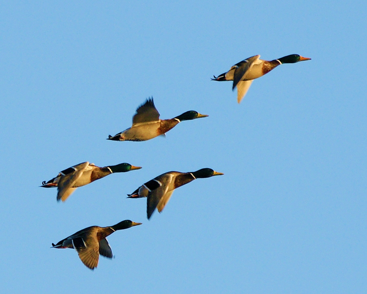Mallard (18).JPG
