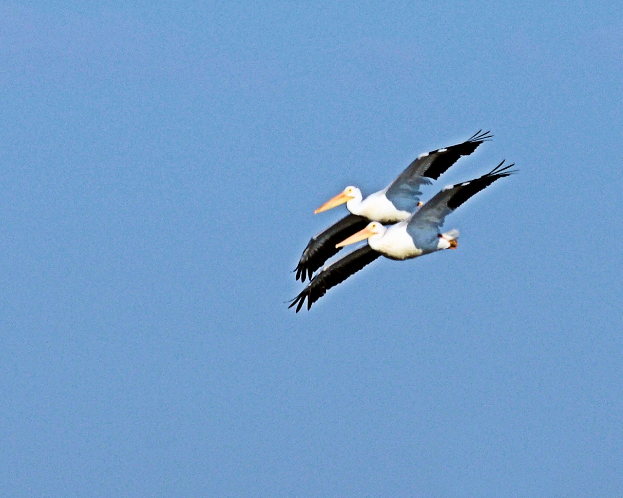 American White Pelican (6).JPG