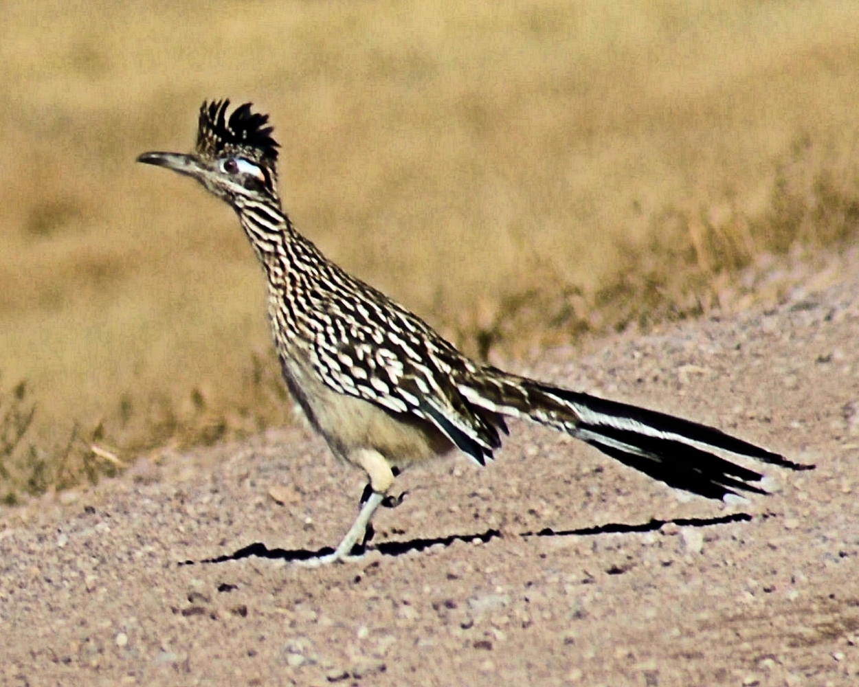 Roadrunner.jpg