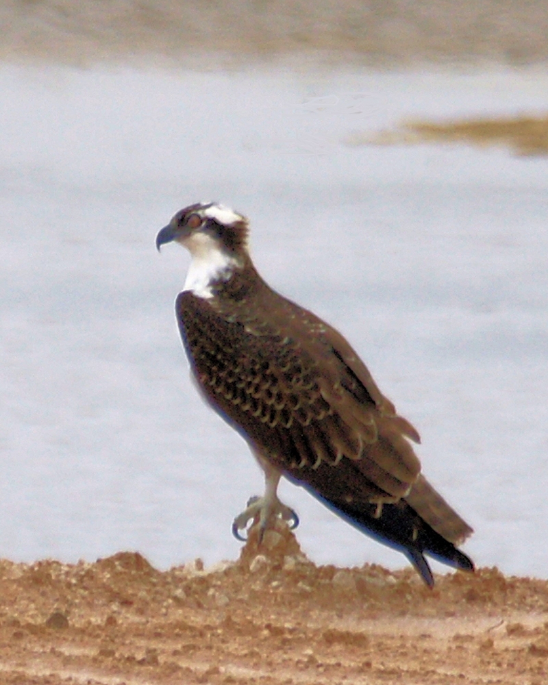 xxxOsprey.JPG