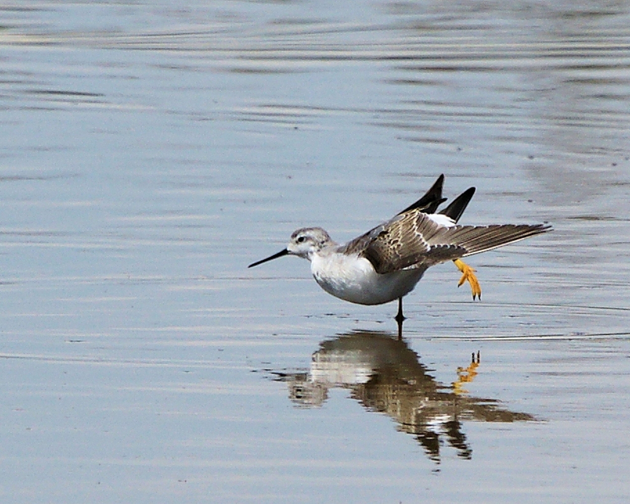 Wilson's Phalarope (7).JPG