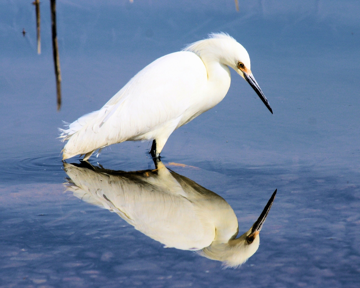 Snowy Egret (26).JPG