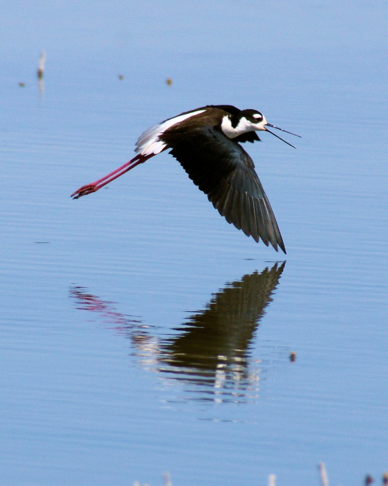 Black-necked Stilt (6).JPG