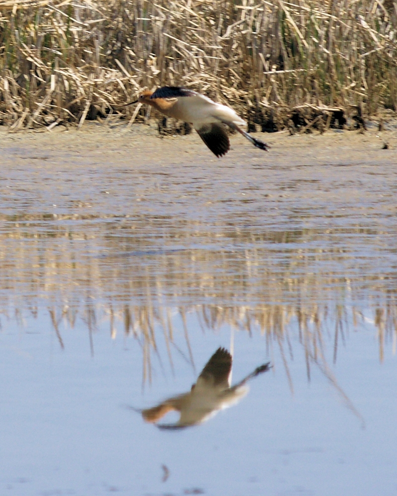 American Avocet (7).JPG