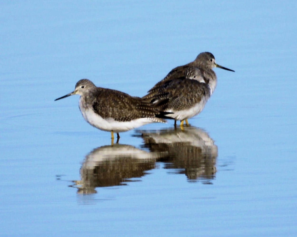Greater Yellowleg (2).JPG
