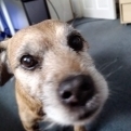 tyke1