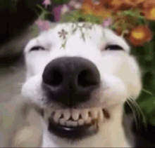 happy-happy-dog.gif.1e786c5456a7cc69d51fac3f82238fb3.gif