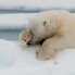 FrozenPolarBear