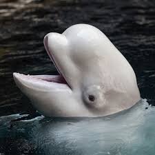 image.jpeg.12b5be6d28ee0d0cc82d900884b01796.jpeg
