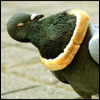 PelicanHazard