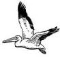 SuperPelican
