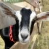 Goatman24