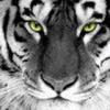 Cub1