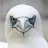 freebirduk